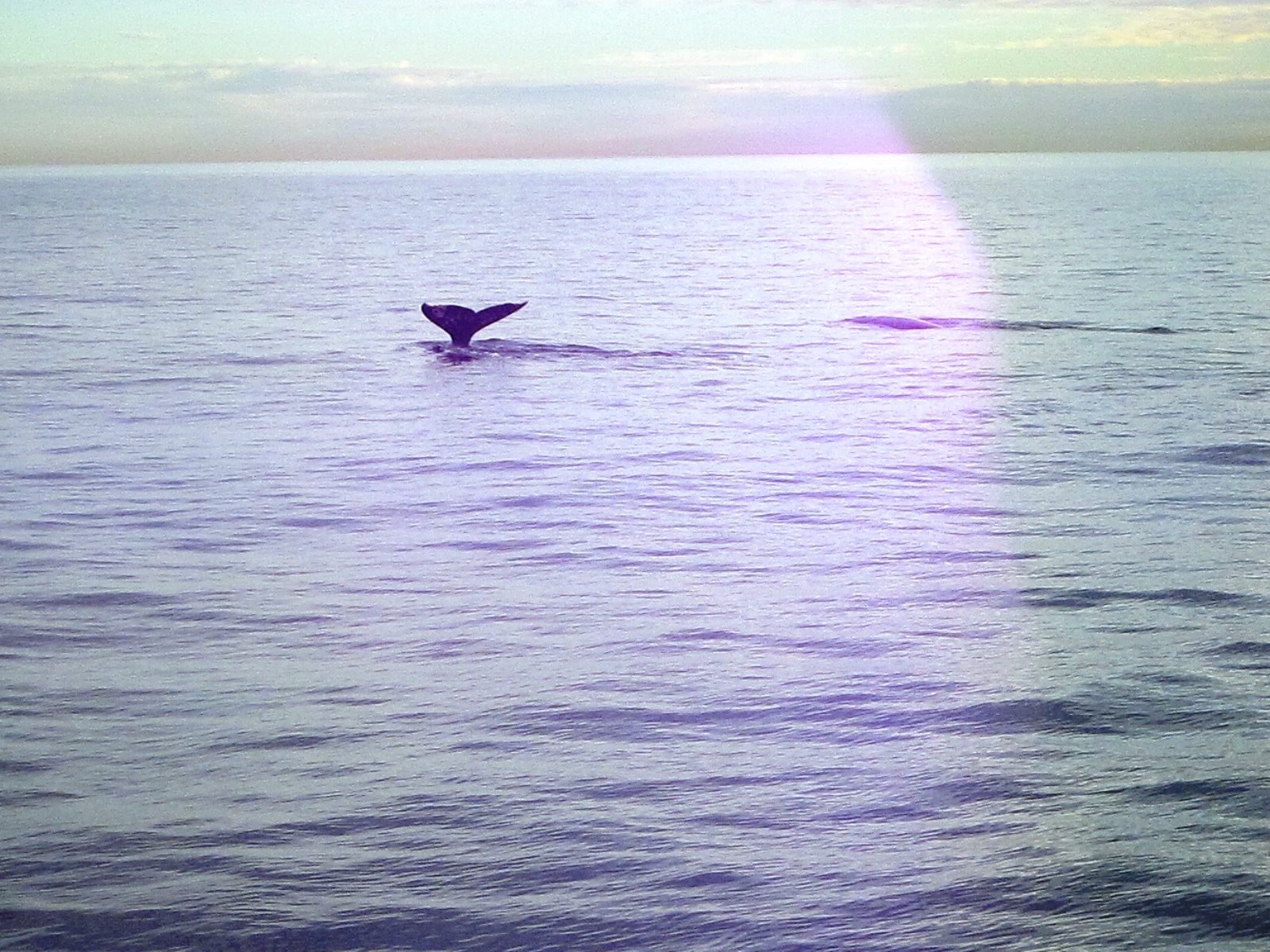 whale watchiing 2012